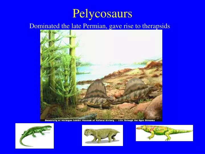 pelycosaurs