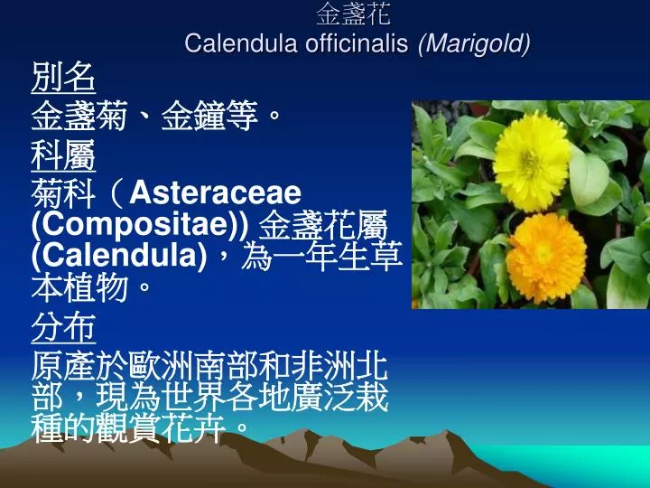 calendula officinalis marigold
