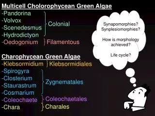 Multicell Cholorophycean Green Algae Pandorina Volvox Scenedesmus Hydrodictyon Oedogonium Charophycean Green Algae -Kleb