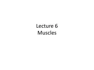 Lecture 6 Muscles