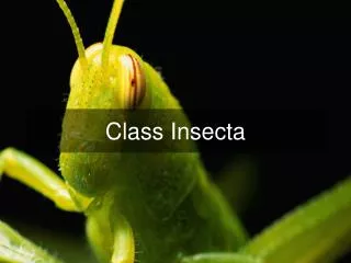 Class Insecta