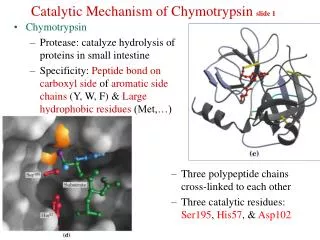 Catalytic Mechanism of Chymotrypsin slide 1