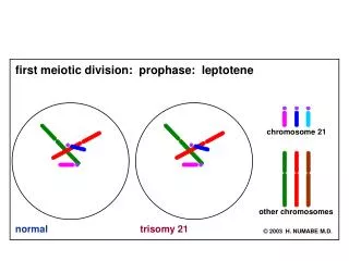 first meiotic division: prophase: leptotene
