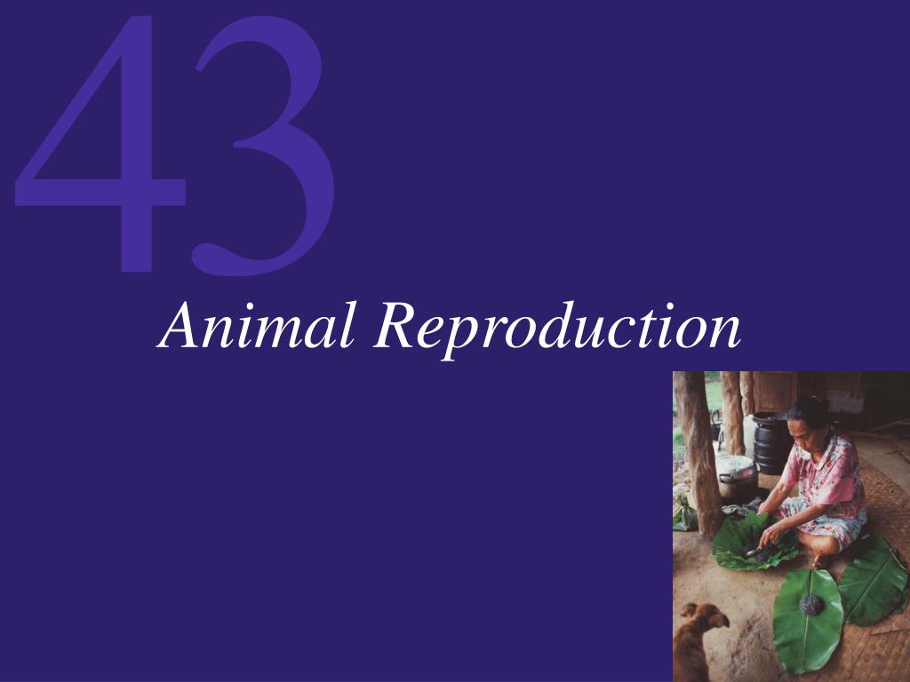 PPT - Animal Reproduction PowerPoint Presentation, free download - ID ...