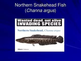 Northern Snakehead Fish ( Channa argus )