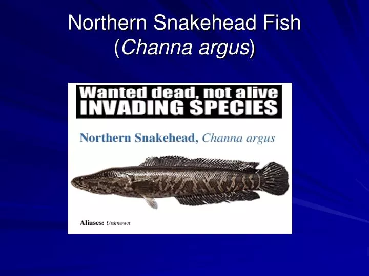 northern snakehead fish channa argus