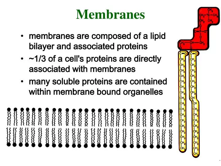 membranes