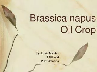 Brassica napus Oil Crop