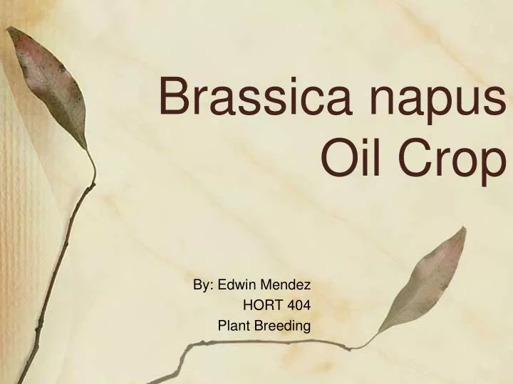 brassica napus oil crop