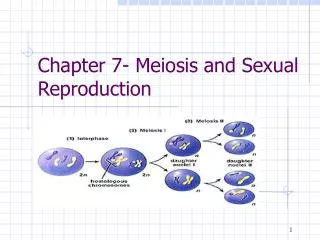 Chapter 7- Meiosis and Sexual Reproduction