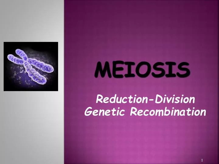 Ppt Meiosis Powerpoint Presentation Free Download Id437027