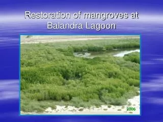 Restoration of mangroves at Balandra Lagoon