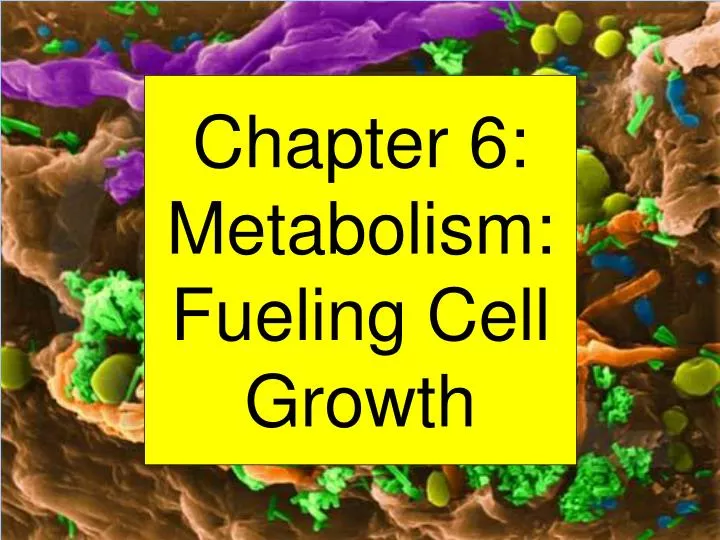 chapter 6 metabolism fueling cell growth