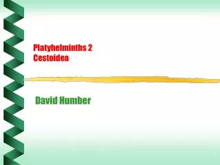 Platyhelminths 2 Cestoidea