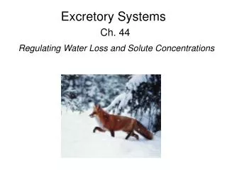 Excretory Systems Ch. 44