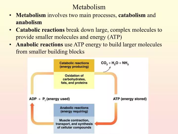 metabolism