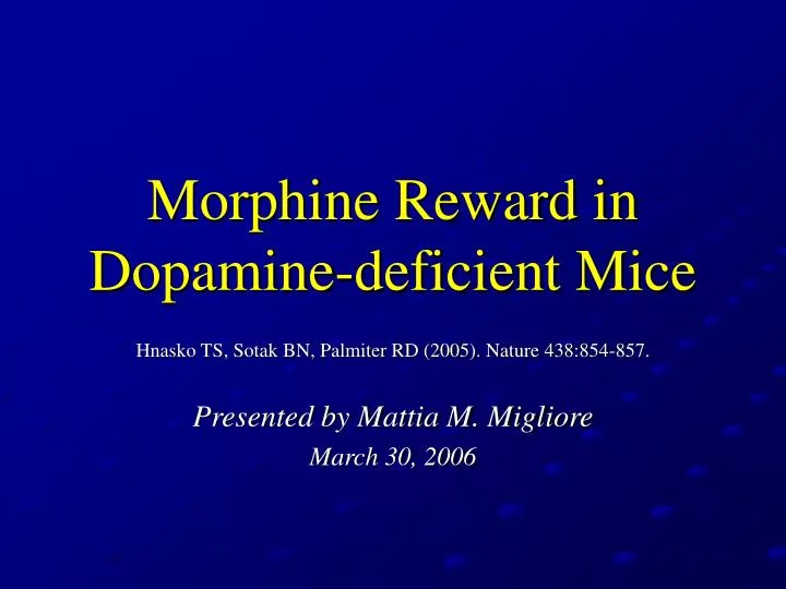 morphine reward in dopamine deficient mice