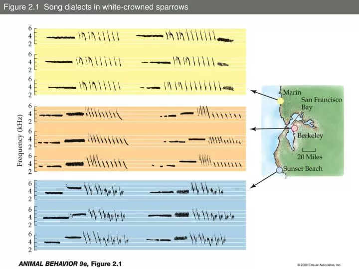 figure 2 1 song dialects in white crowned sparrows