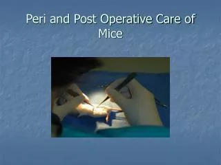 Peri and Post Operative Care of Mice