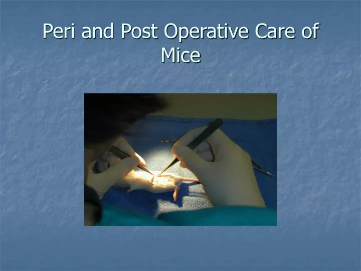 peri and post operative care of mice