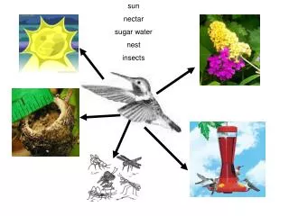 sun nectar sugar water nest insects