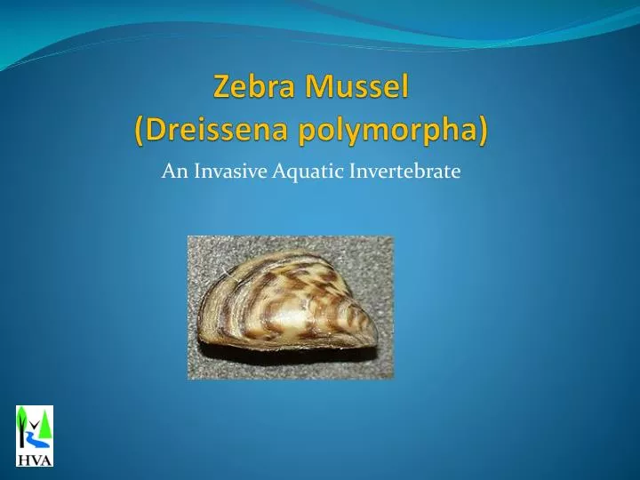 zebra mussel dreissena polymorpha