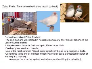 Zebra Finch : The machine behind the mouth (or beak)