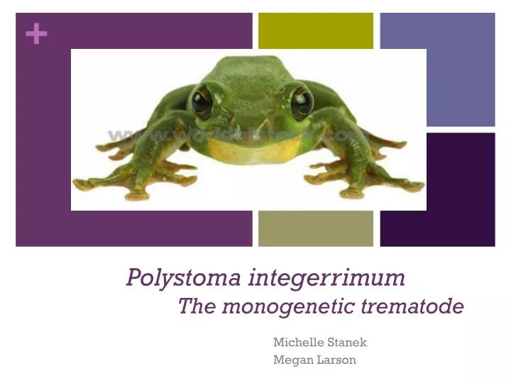 polystoma integerrimum the monogenetic trematode