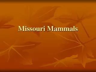 Missouri Mammals