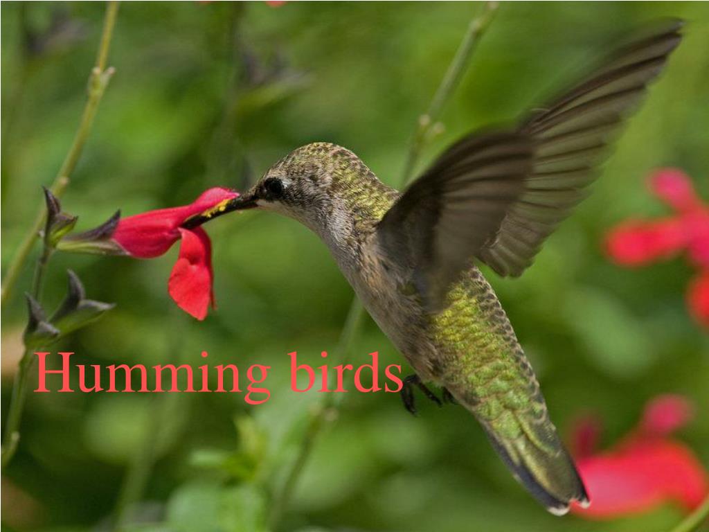 Person Humming Powerpoint Presentation PPT - Humming birds PowerPoint Presentation, free download - ID:440567