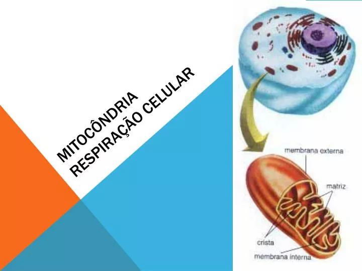 mitoc ndria respira o celular