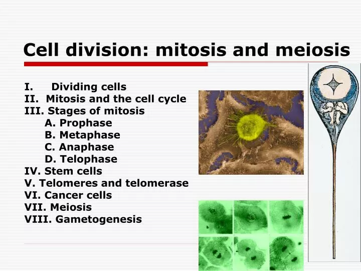 cell division mitosis and meiosis
