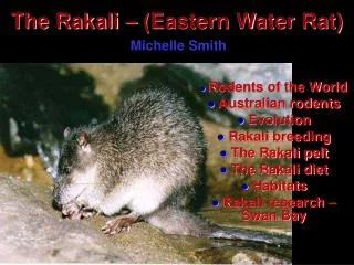 The Rakali – (Eastern Water Rat)