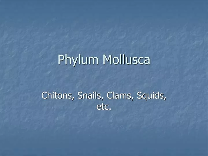 phylum mollusca
