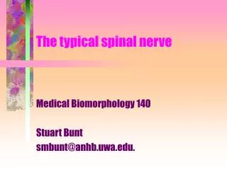 The typical spinal nerve