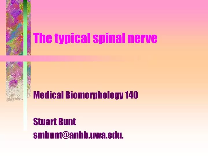 the typical spinal nerve
