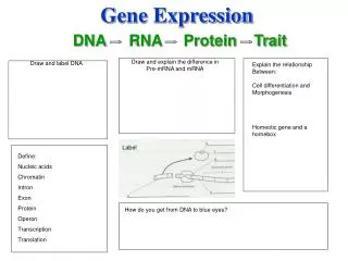 Gene Expression