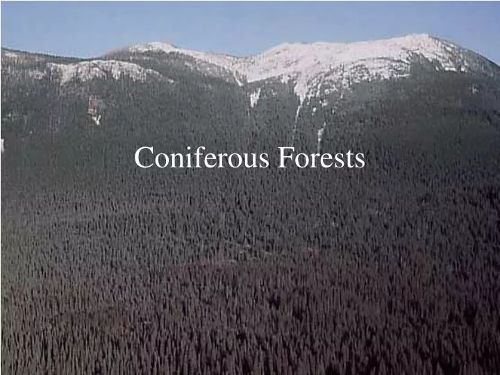 coniferous forests