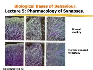 Biological Bases of Behaviour. Lecture 5: Pharmacology of Synapses.