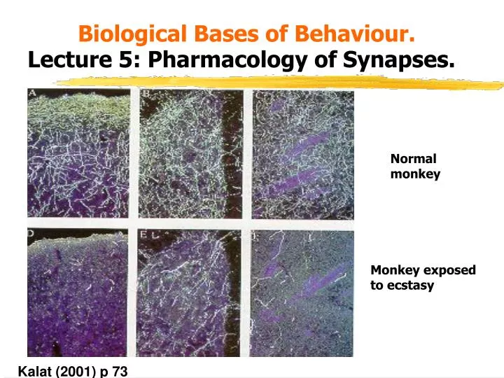 biological bases of behaviour lecture 5 pharmacology of synapses