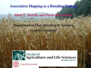 Association Mapping as a Breeding Strategy