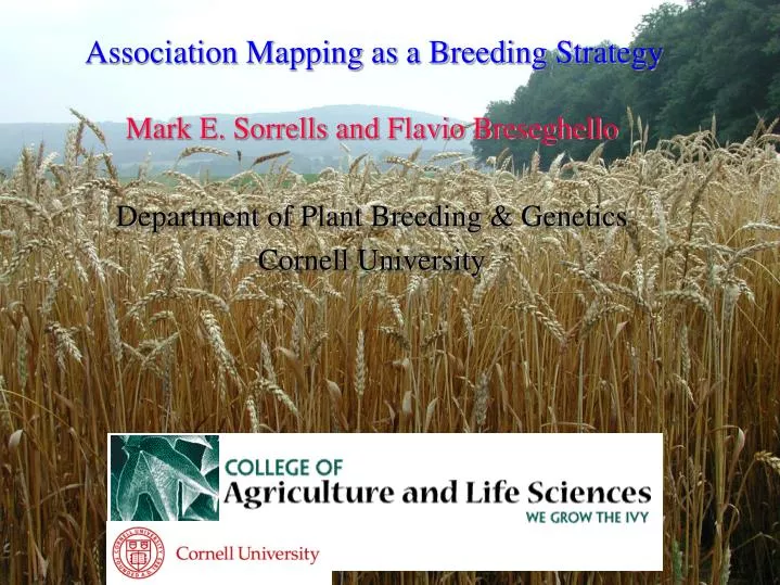 association mapping as a breeding strategy