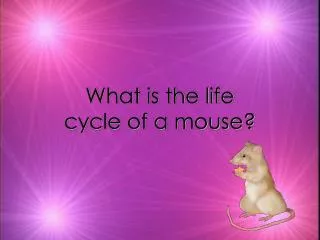 What is the life cycle of a mouse?