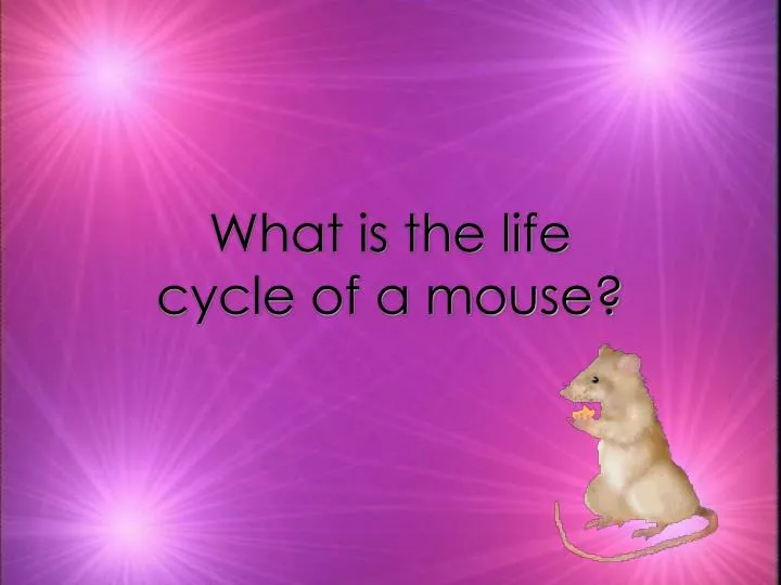 what is the life cycle of a mouse