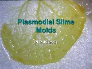 Plasmodial Slime Molds