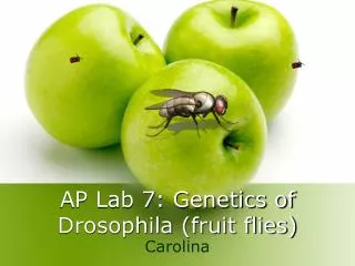 AP Lab 7: Genetics of Drosophila (fruit flies)