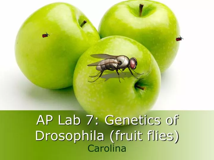 ap lab 7 genetics of drosophila fruit flies