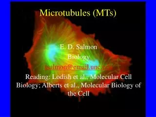 Microtubules (MTs)