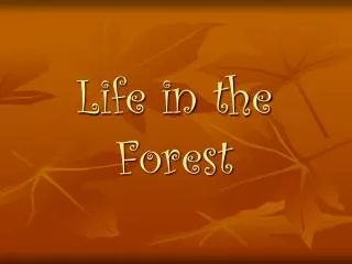 Life in the Forest