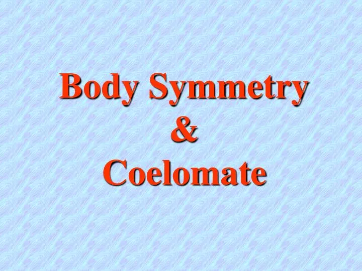 body symmetry coelomate
